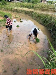 夫妻插秧38种方法图片大全田间实测最实用技巧大合集