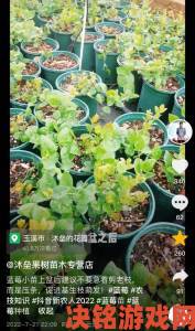 蓝莓视频新手必看攻略从注册到高级功能全解析