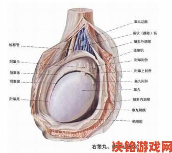 女生坐男生腿上睾丸疼正常吗专家解读男性生理反应与潜在风险