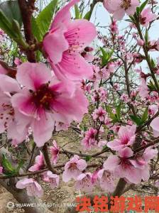 热议|国色天香桃花朵朵开引发游客热潮景区紧急限流应对