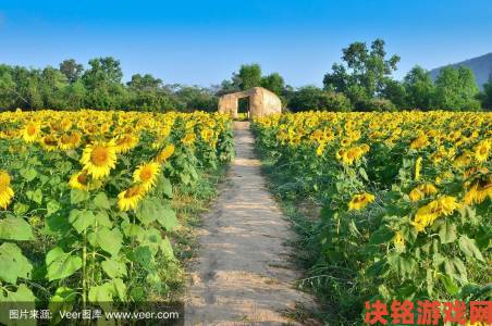 伊始之地向日葵室探秘及建筑攻略全览