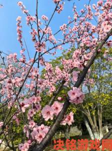 国色天香桃花朵朵开如何通过科技手段延长盛放周期